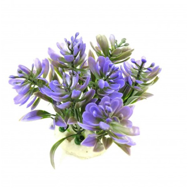 ΔΙΑΚΟΣΜΗΤΙΚΟ ΦΥΤΟ ΕΝΥΔΡΕΙΟΥ